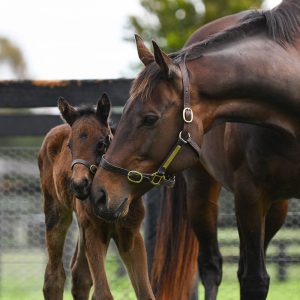 Champion mare Winx and baby filly
