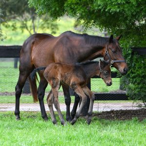 Champion mare Winx and baby filly