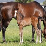 Winx New Foal