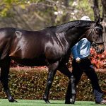 Winx Stallion Selection