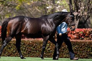 Winx Stallion Selection